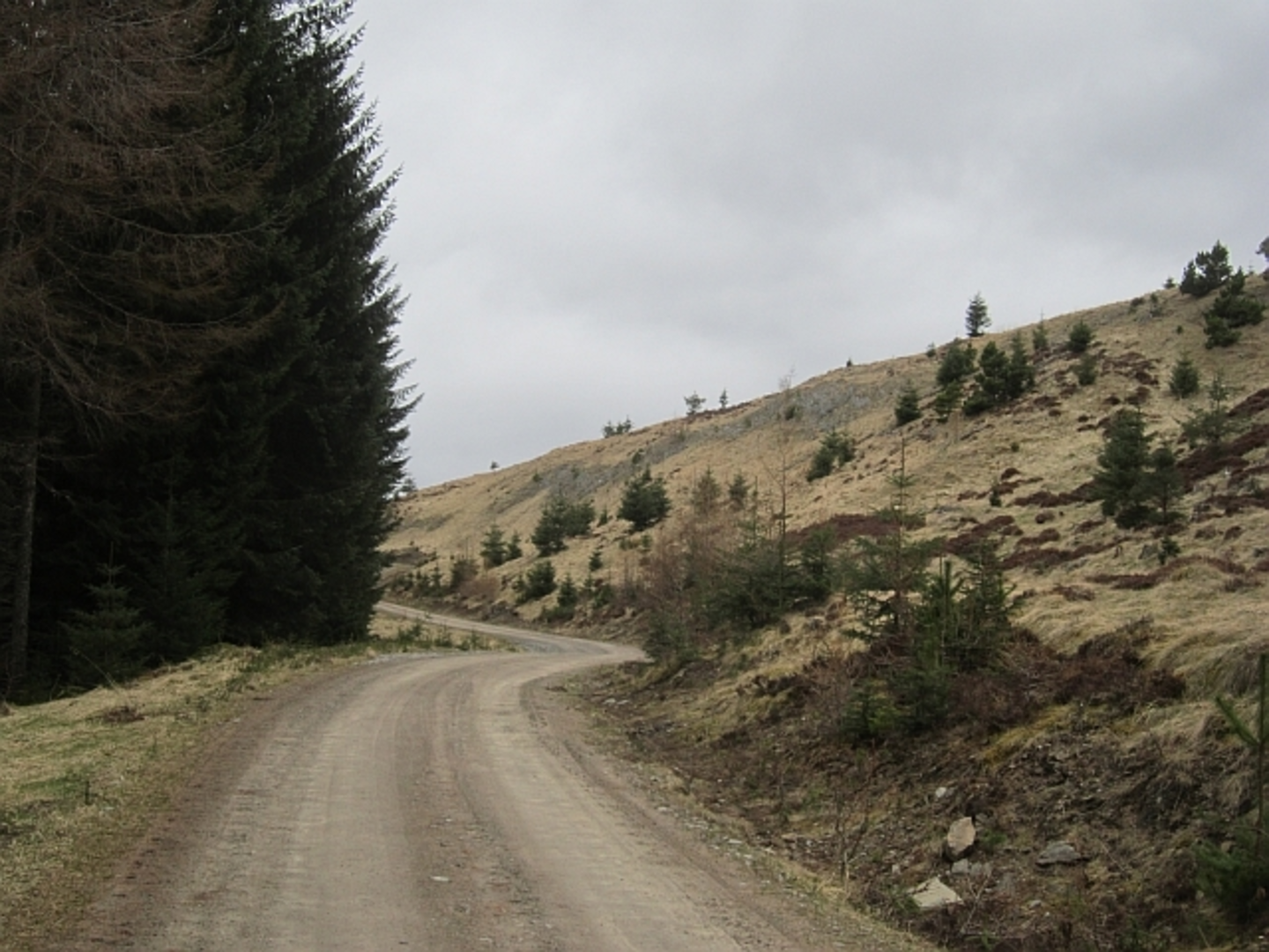 An image depicting the trail Ring Fort Trail via Allen Forest Yellow Route and its surrounding area.