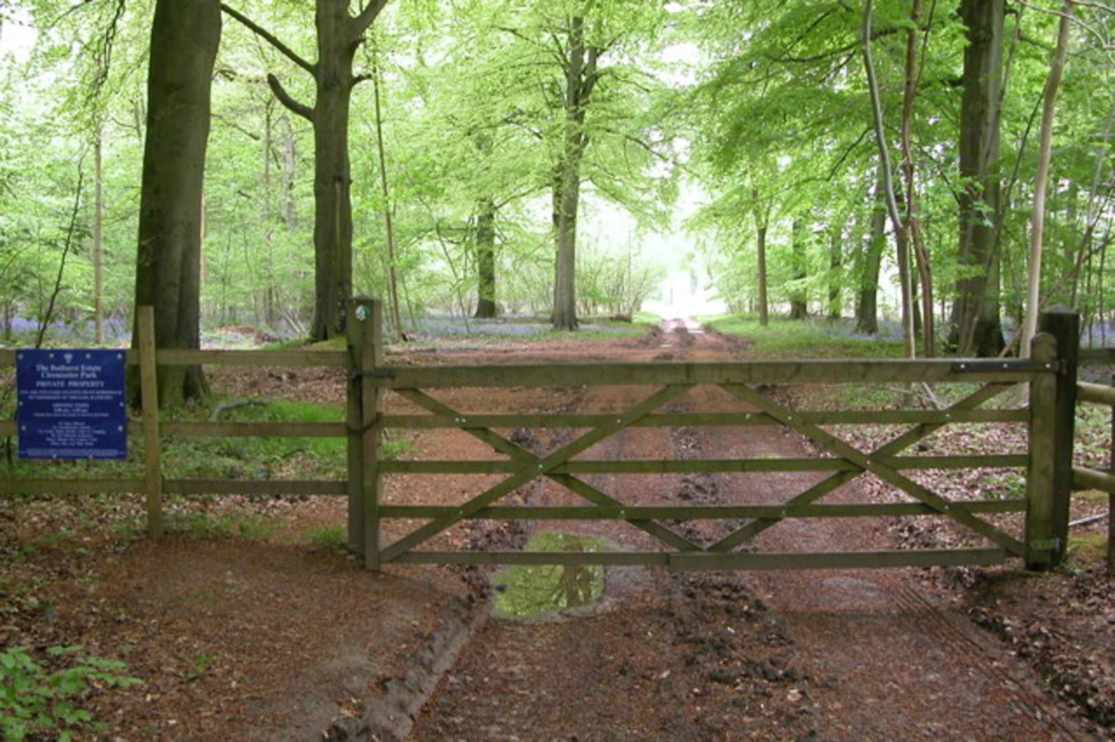 An image depicting the trail Sally Copse and Cirencester Park Loop and its surrounding area.