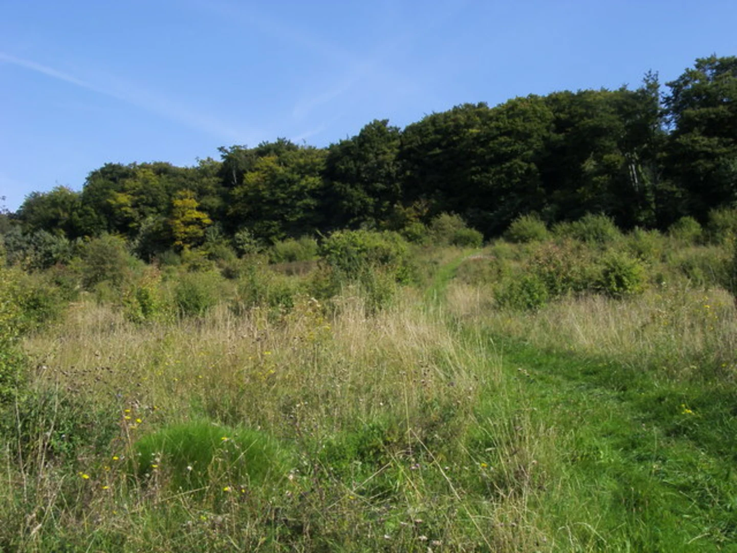 An image depicting the trail Bradenham Wood, Hangings Plantation and Great Cookshall Wood Loop and its surrounding area.