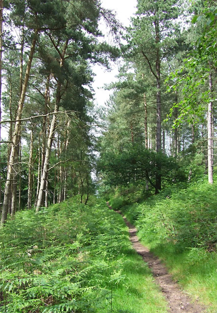 An image depicting the trail Swindon, Holy Austin Rock and Kinver Loop and its surrounding area.