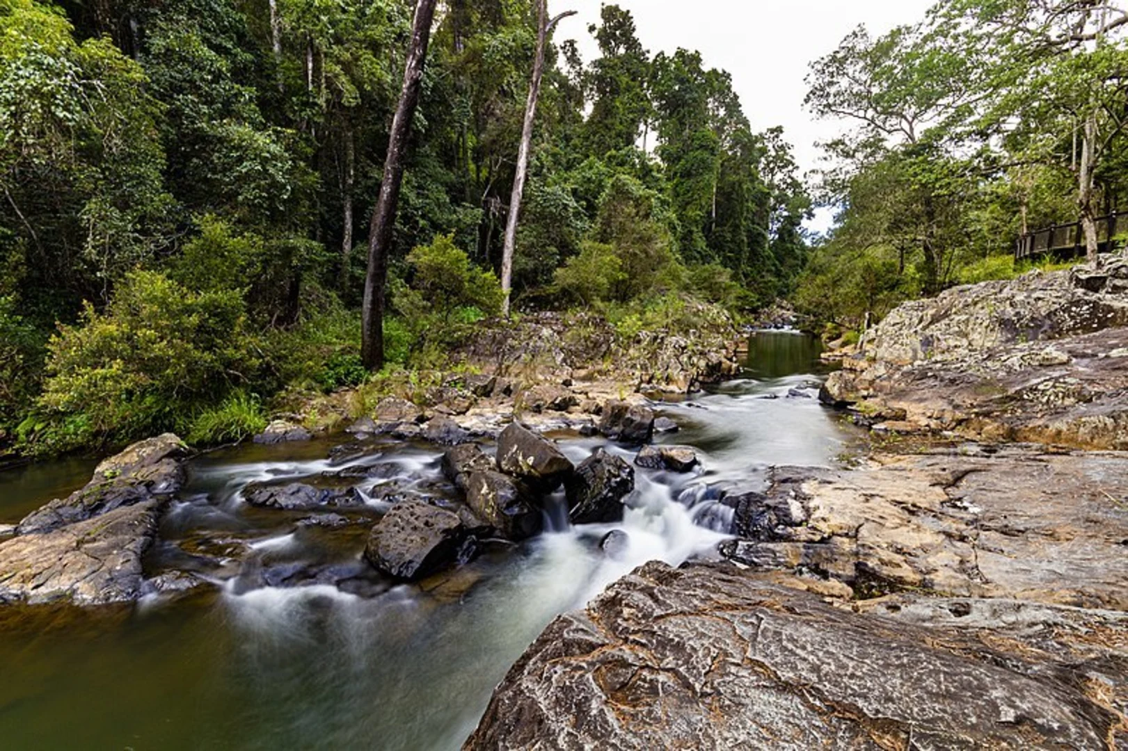 An image depicting the trail Rainforest Discovery Circuit Walk and its surrounding area.