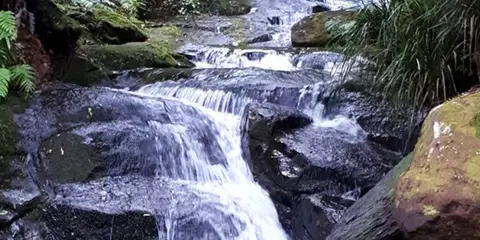 An image depicting the trail Aongatete Long Loop Track and its surrounding area.