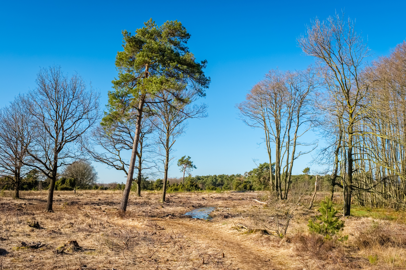 An image depicting the trail Waarveld Weg, Steenhaar Weg and Buursermeertje Loop and its surrounding area.