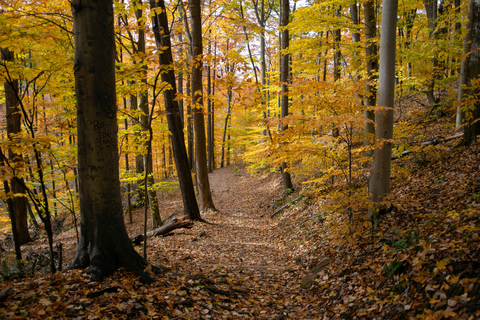 An image depicting the trail Parcours Path and Buckeye Trail and its surrounding area.