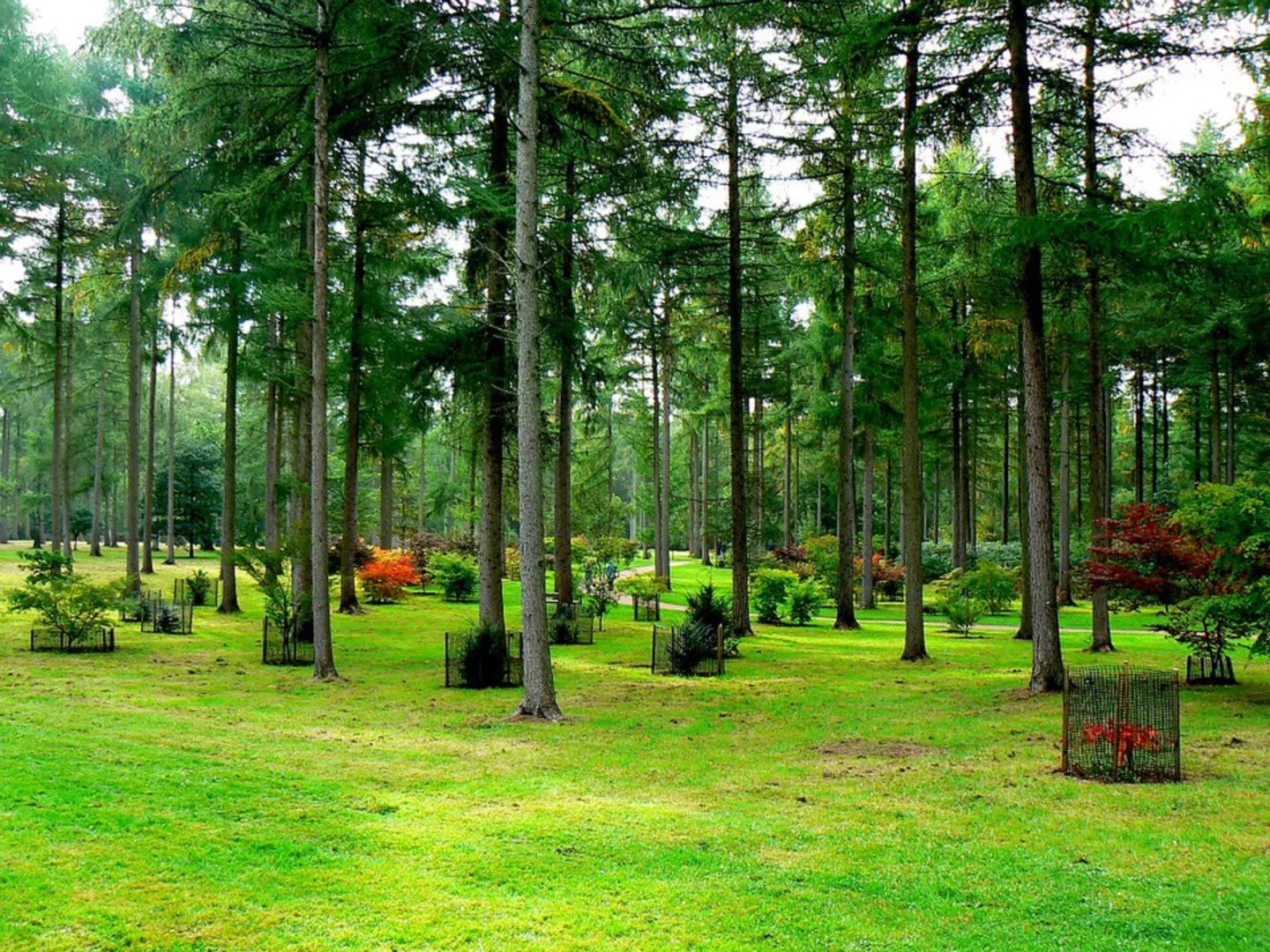 An image depicting the trail Silk Wood and Westonbirt Arboretum Loop and its surrounding area.