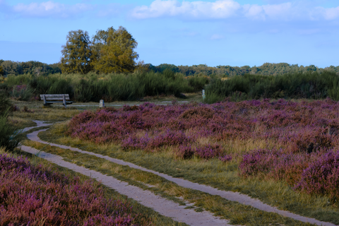 Spanderswoud, Westerheide, Limitsche Heide and Openluchtmuseum Loop