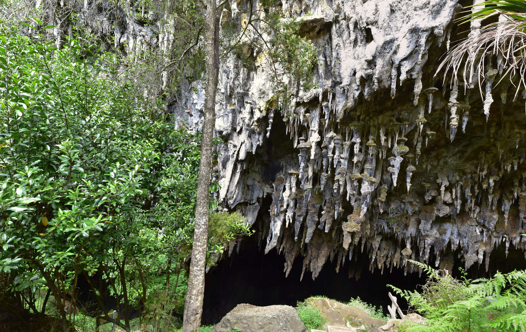 An image depicting the trail Rawhiti Cave Track and its surrounding area.