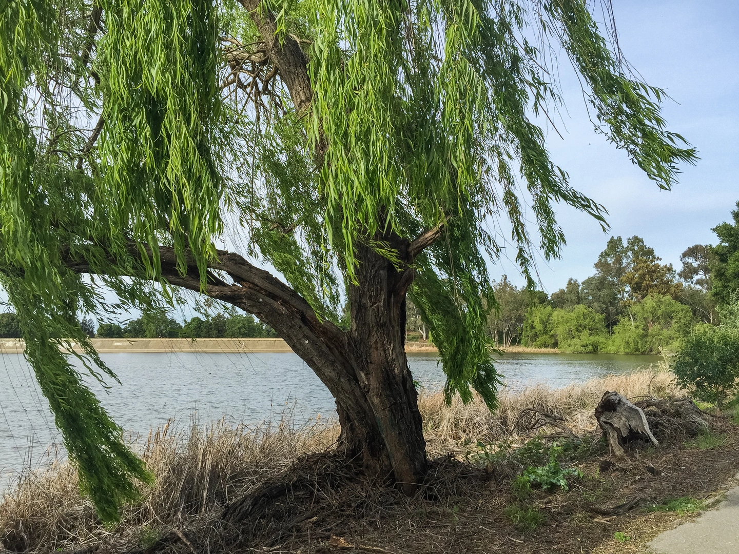 An image depicting the trail Los Gatos Creek Trail Loop and its surrounding area.