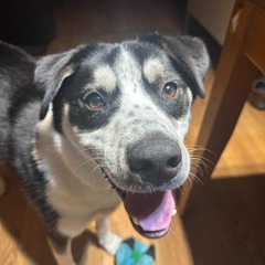 Craig Holcomb  avatar