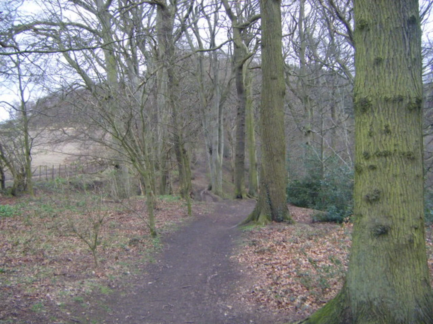 An image depicting the trail Derwent Walk Country Park, Cooper Wood and Albany Park Walk and its surrounding area.