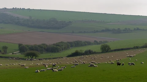 Cissbury Ring and Chalkpit Wood Loop