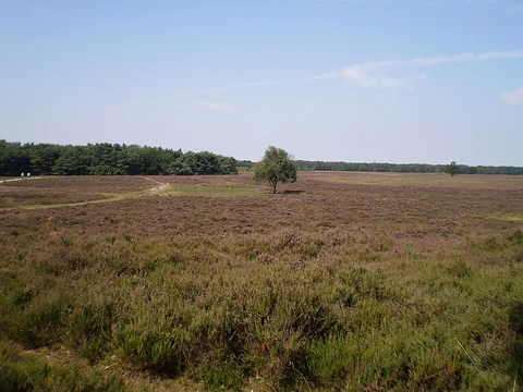 Aardjesberg and Bussummerheide Loop