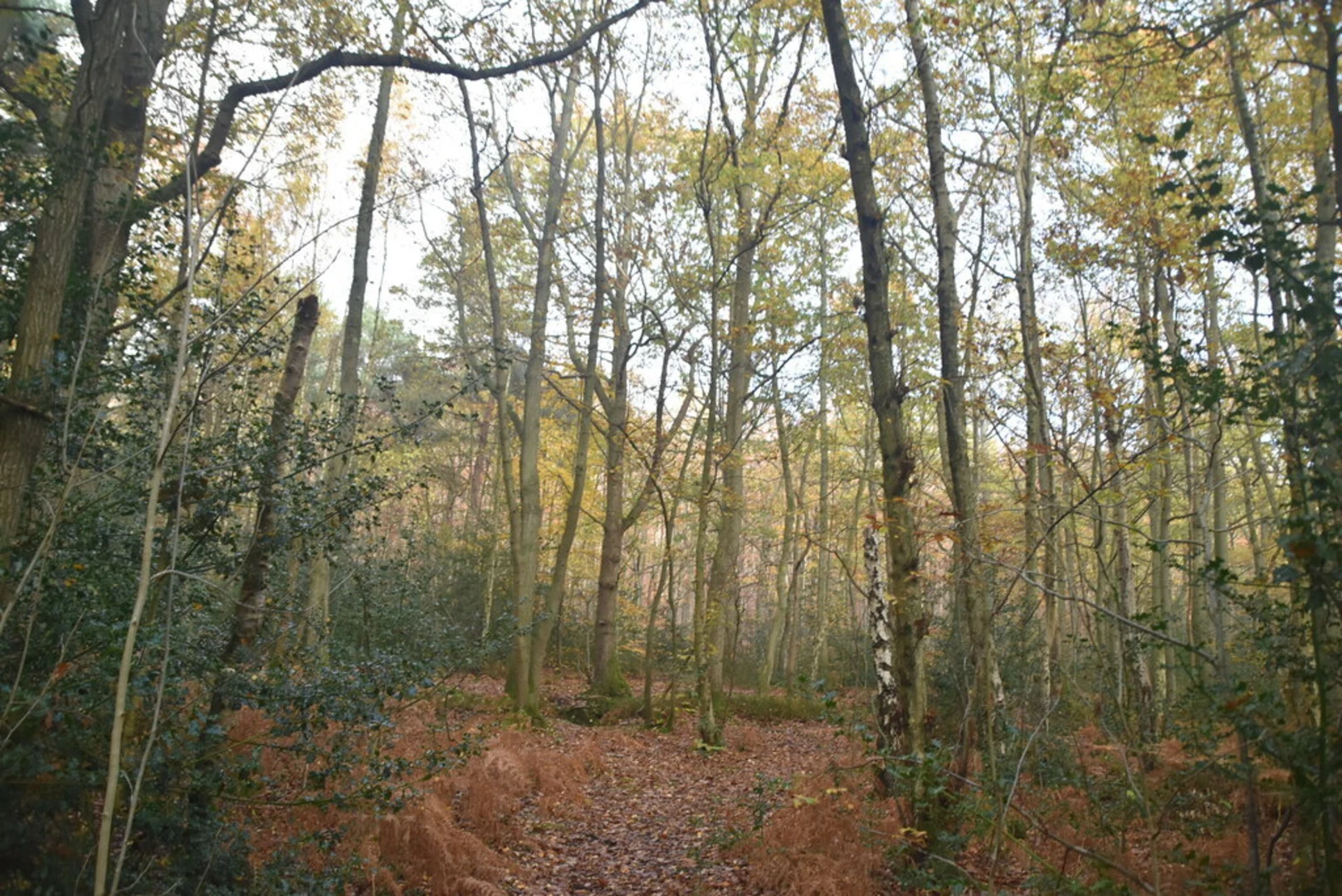 An image depicting the trail Oldbury Hill and its surrounding area.