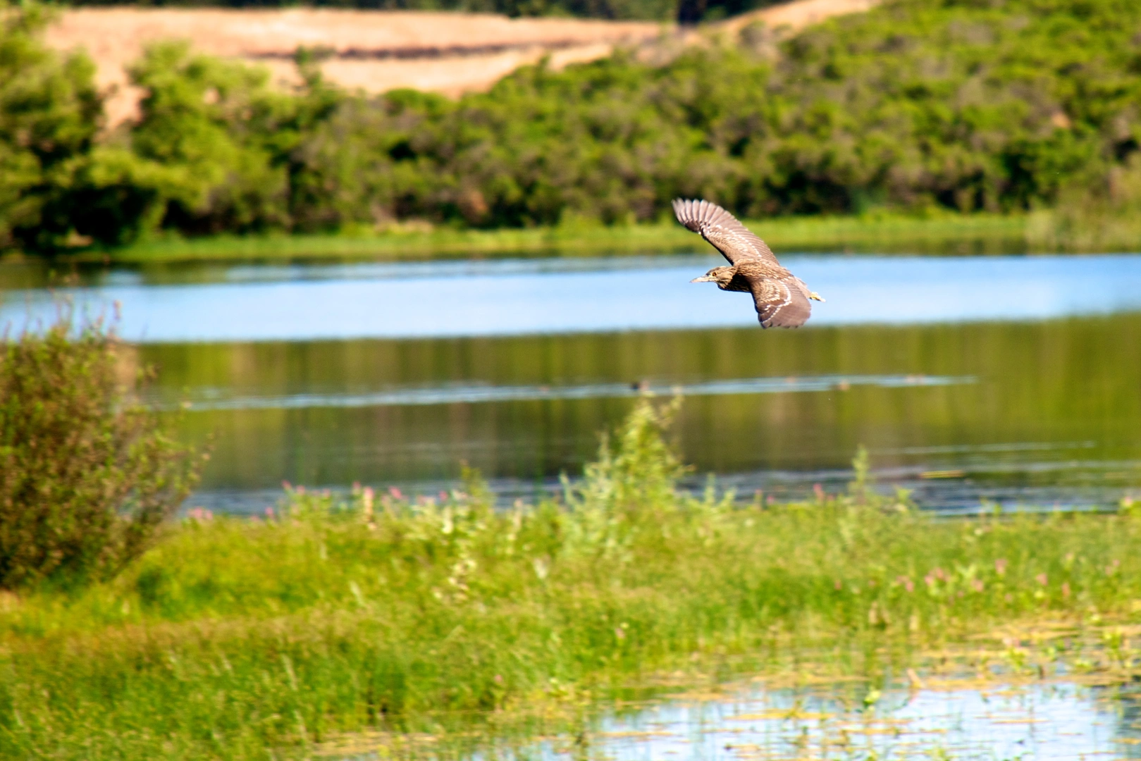 An image depicting the trail McCreery Lake Loop and its surrounding area.