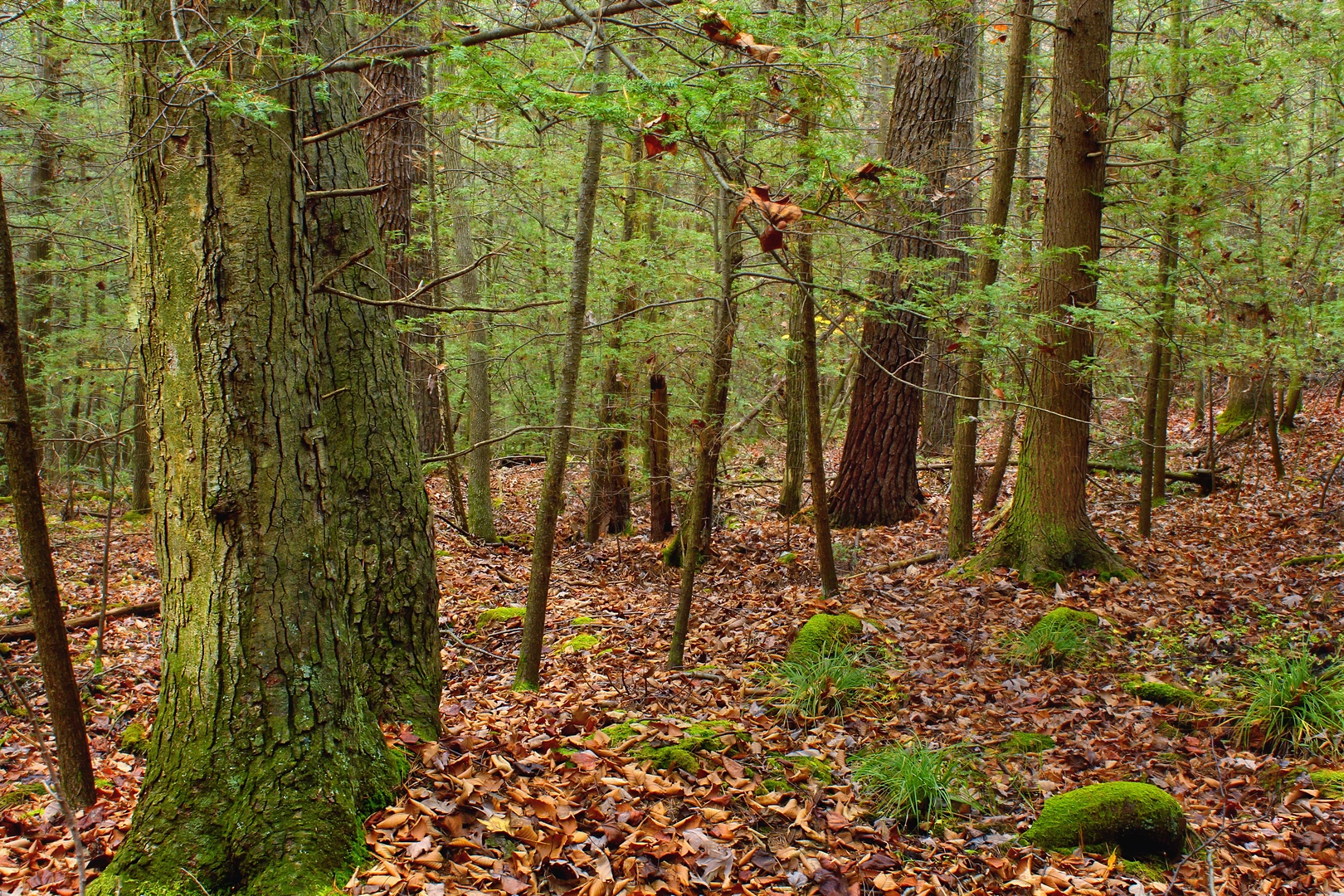 An image depicting the trail Big Flat Tower and its surrounding area.