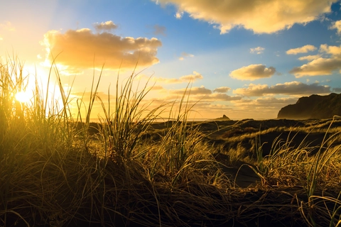 Pohutukawa Glade Walk