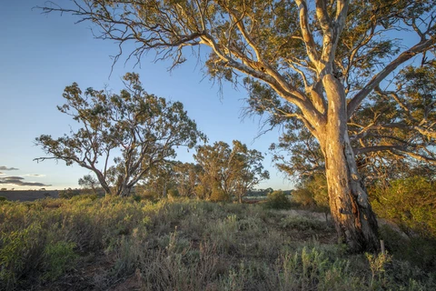 Rockholes Loop Track