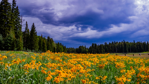 An image depicting the trail Clell Lee Loop Trail and its surrounding area.