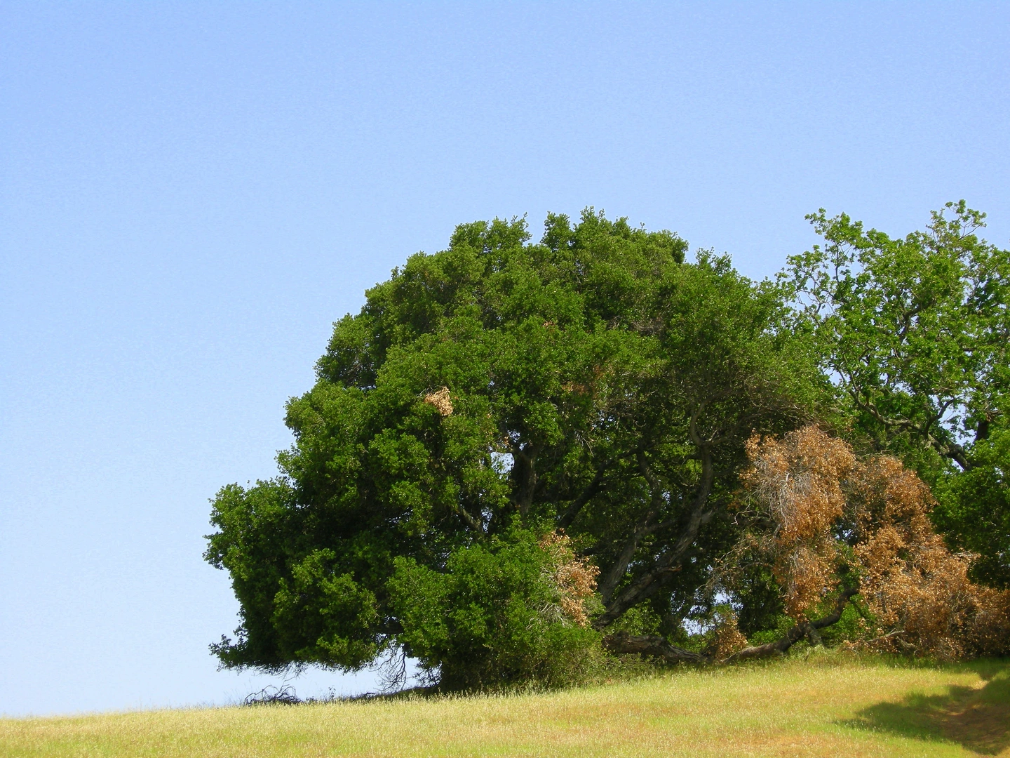 An image depicting the trail Edgewood, Serpentine and Franciscan Loop Trail and its surrounding area.