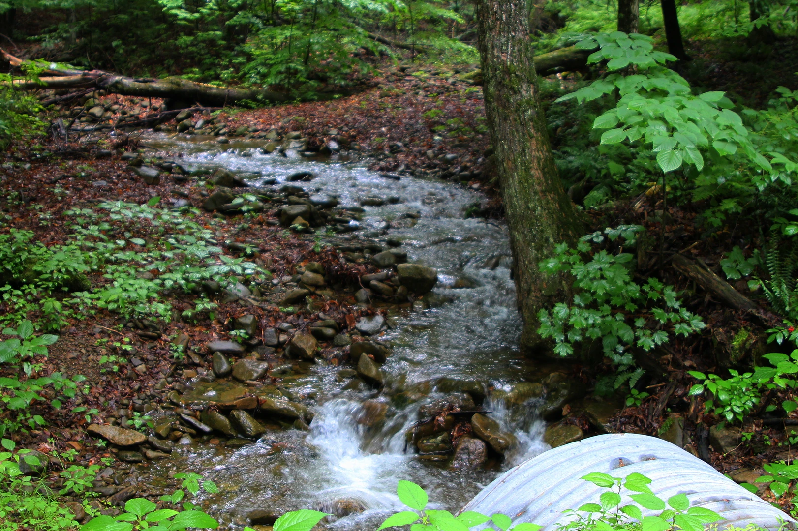 An image depicting the trail Trout Run and its surrounding area.