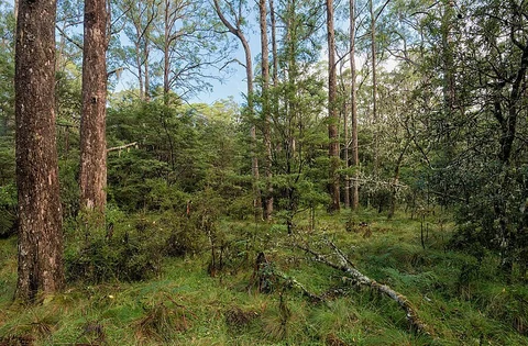 Tea Tree Falls Track