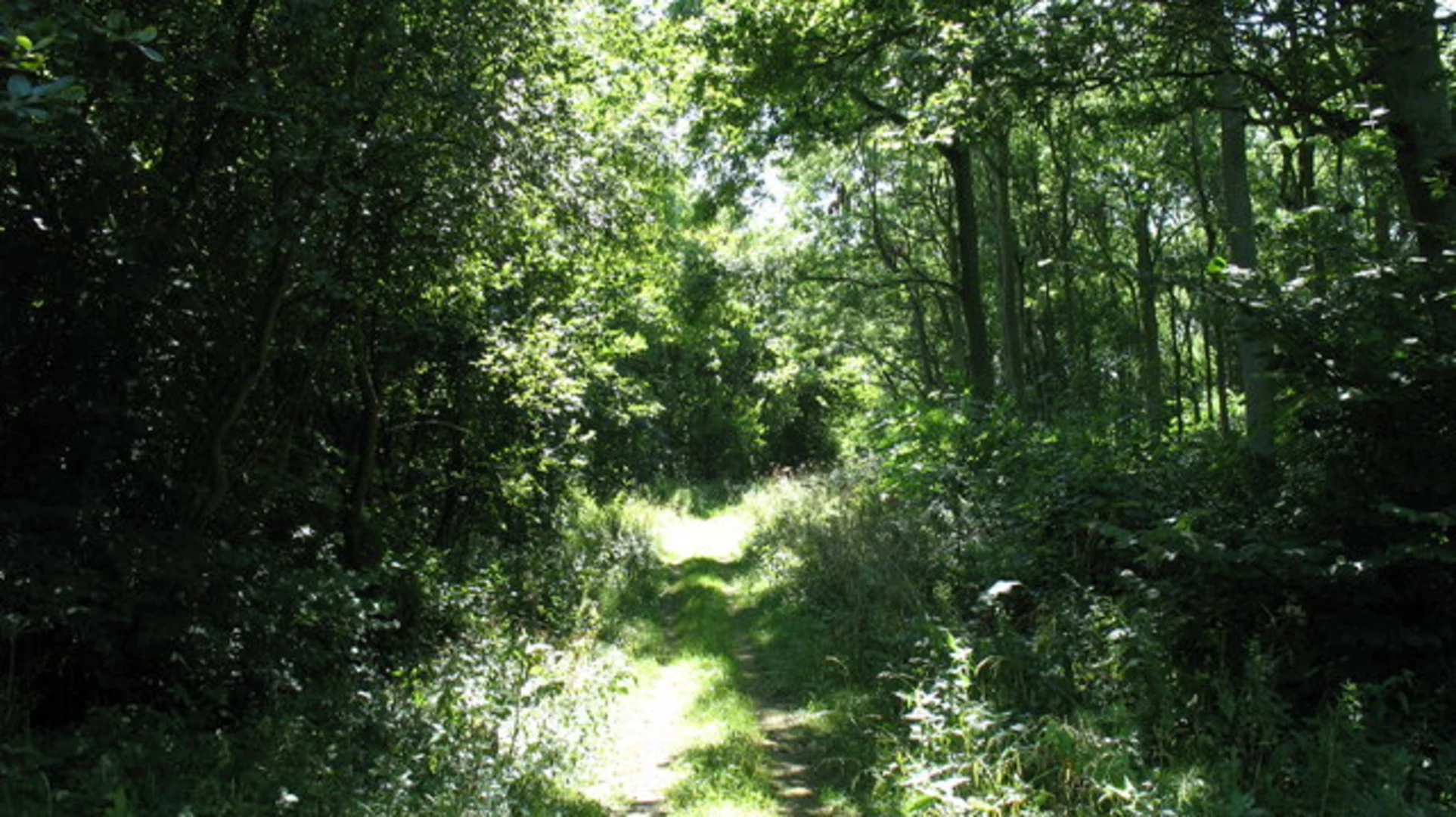 An image depicting the trail Kirkham to Howsham Loop and its surrounding area.
