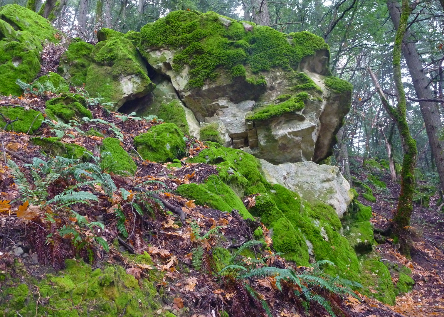 An image depicting the trail San Andreas, Peterson Memorial and Sanborn Loop Trail and its surrounding area.