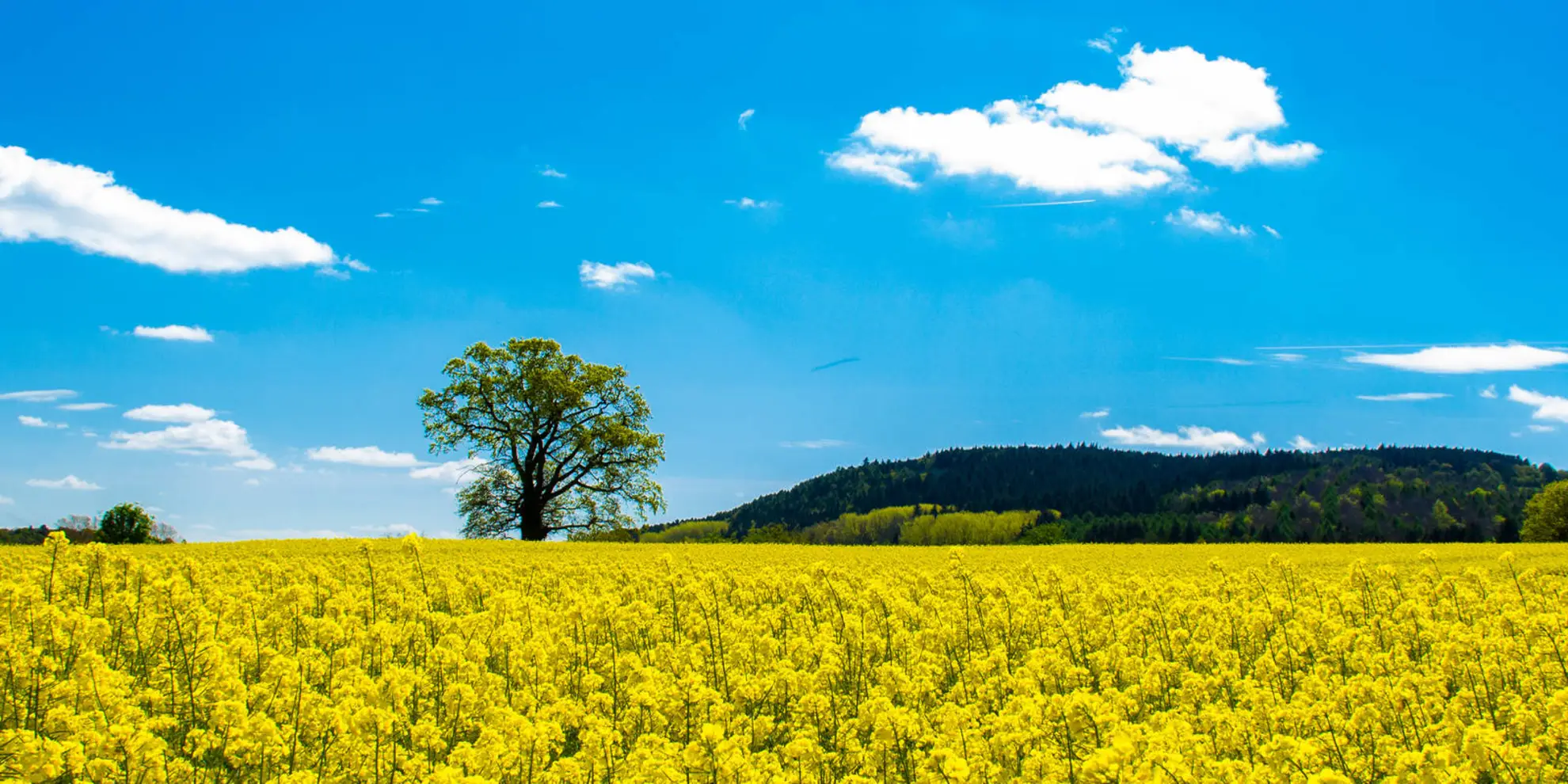 An image depicting the trail Woodbury and Abberley Hills from Great Witley and its surrounding area.
