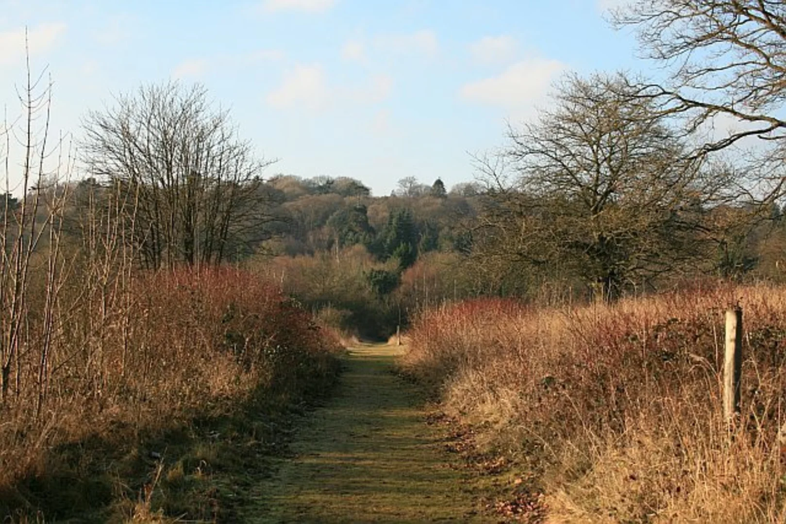 An image depicting the trail Banstead Woods and its surrounding area.