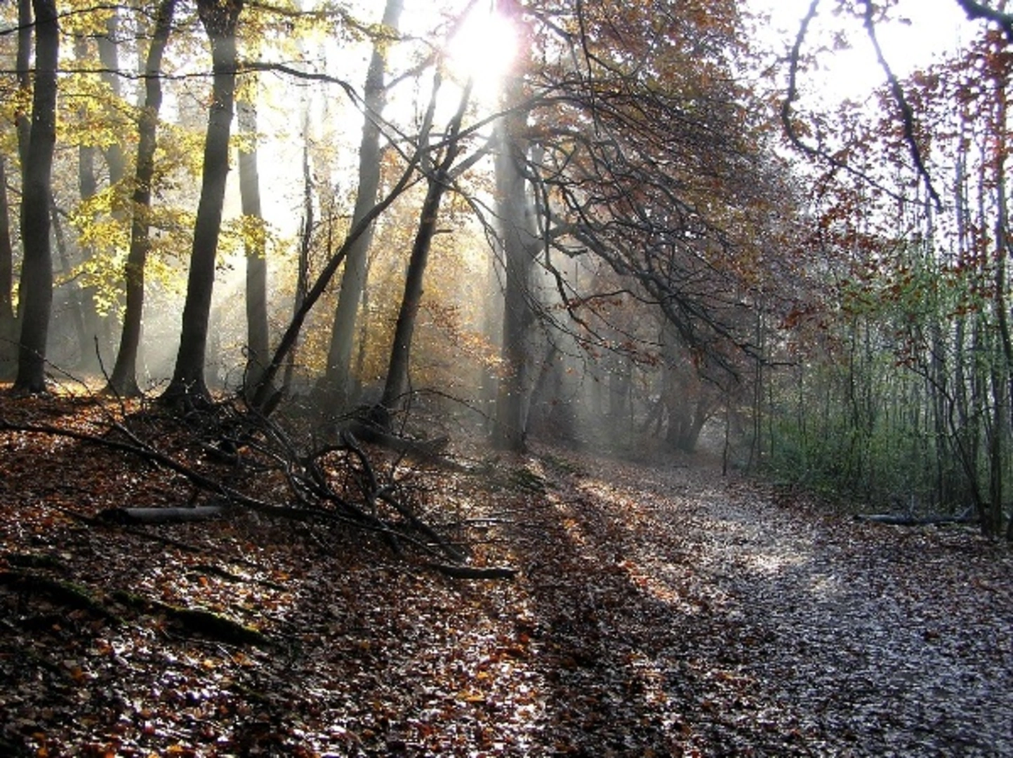 An image depicting the trail Sulham Woods Loop and its surrounding area.