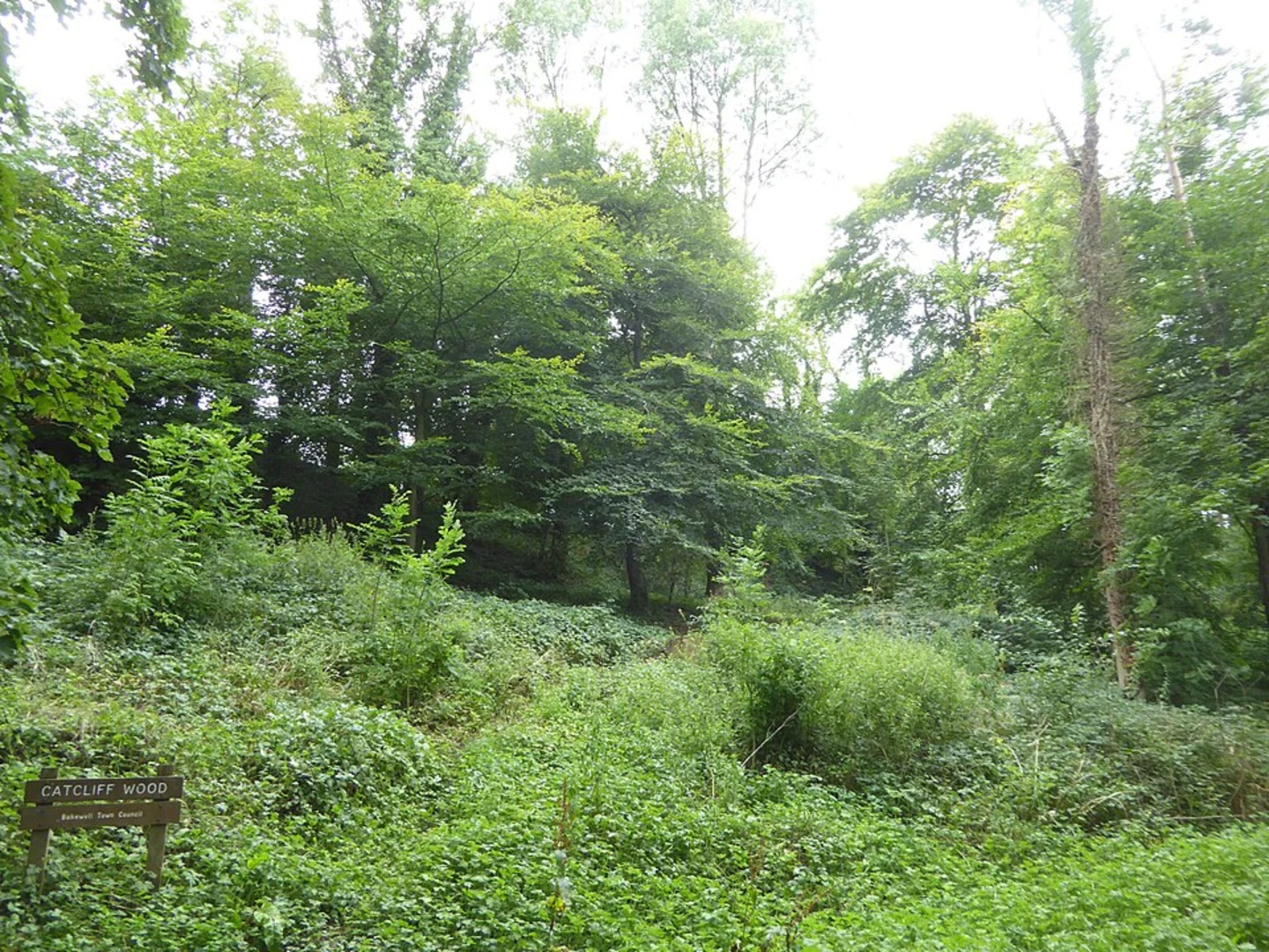 An image depicting the trail Catcliff Wood and River Wye Walk and its surrounding area.