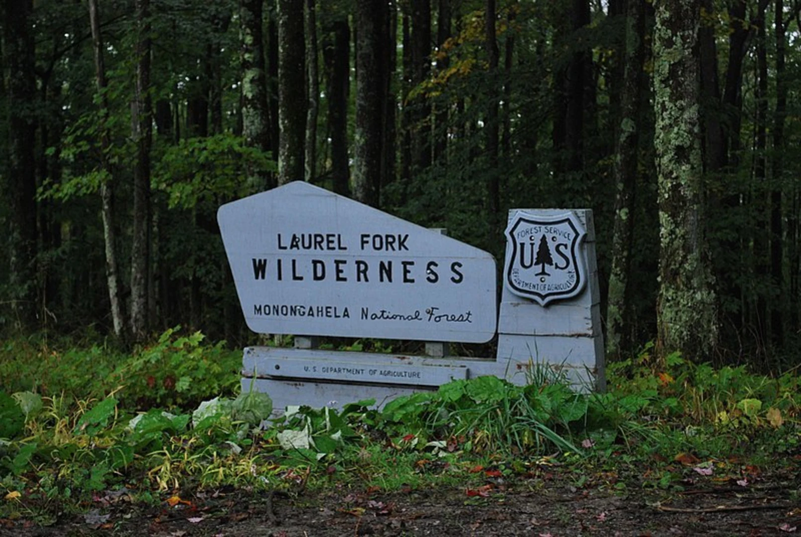 An image depicting the trail Camp Five Trail and its surrounding area.