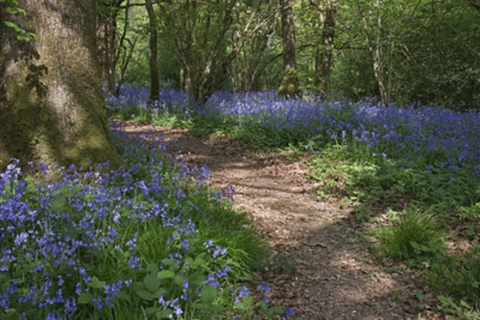 An image depicting the trail Shillingstone Hill and Blandford Forest Loop and its surrounding area.
