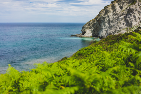 The Roots of the Cliff PR GI 5001