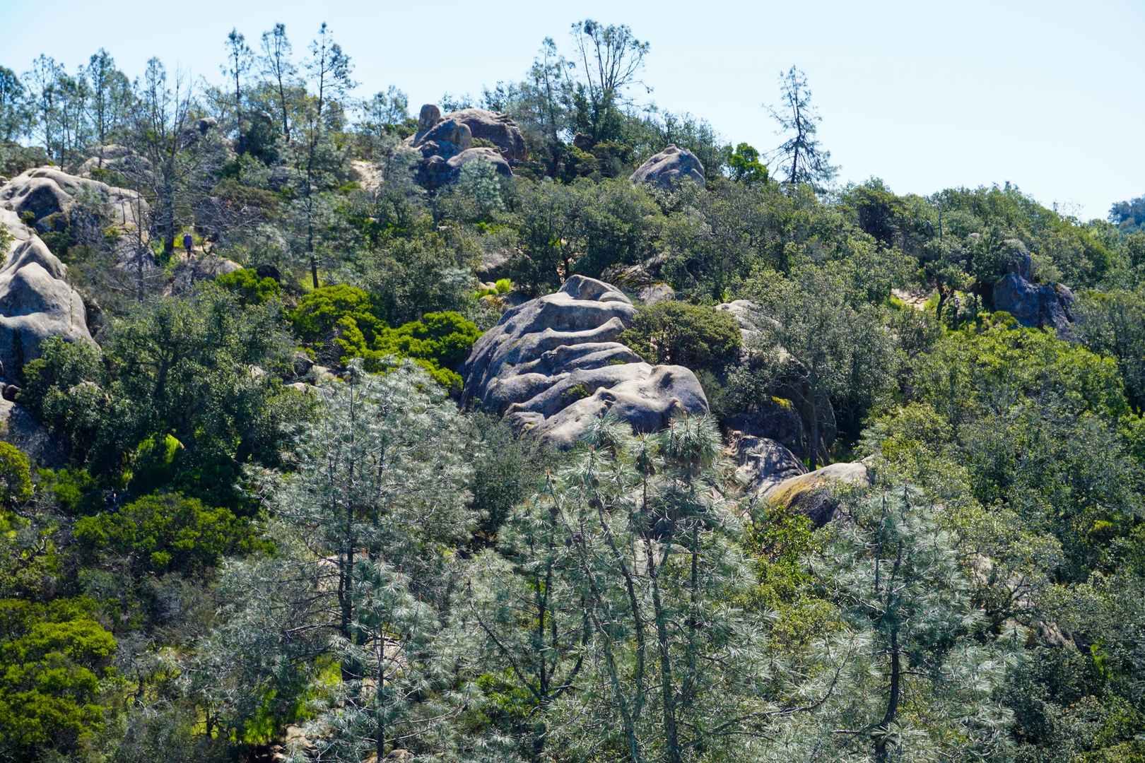 An image depicting the trail Madrone Canyon Trail and Diablo Regional Trail and its surrounding area.