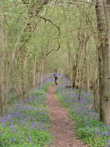 Buff Wood and Hayley Wood NNR Loop