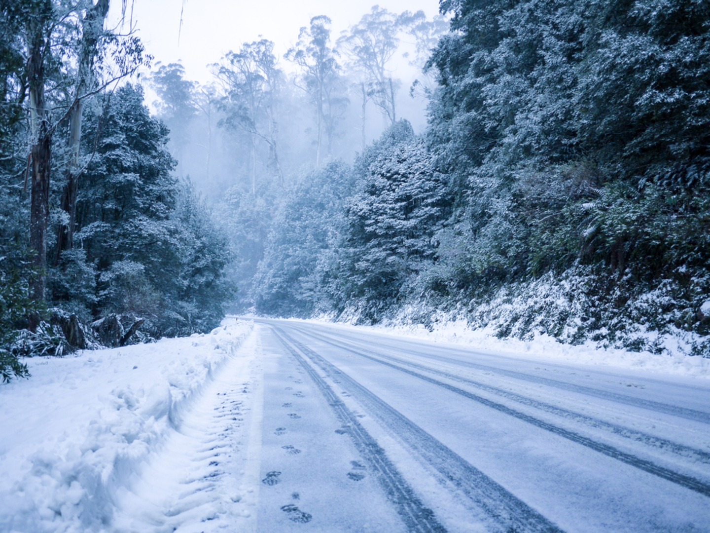 An image depicting the trail Mt Donna Buang - Turntable to Summit Trail and its surrounding area.