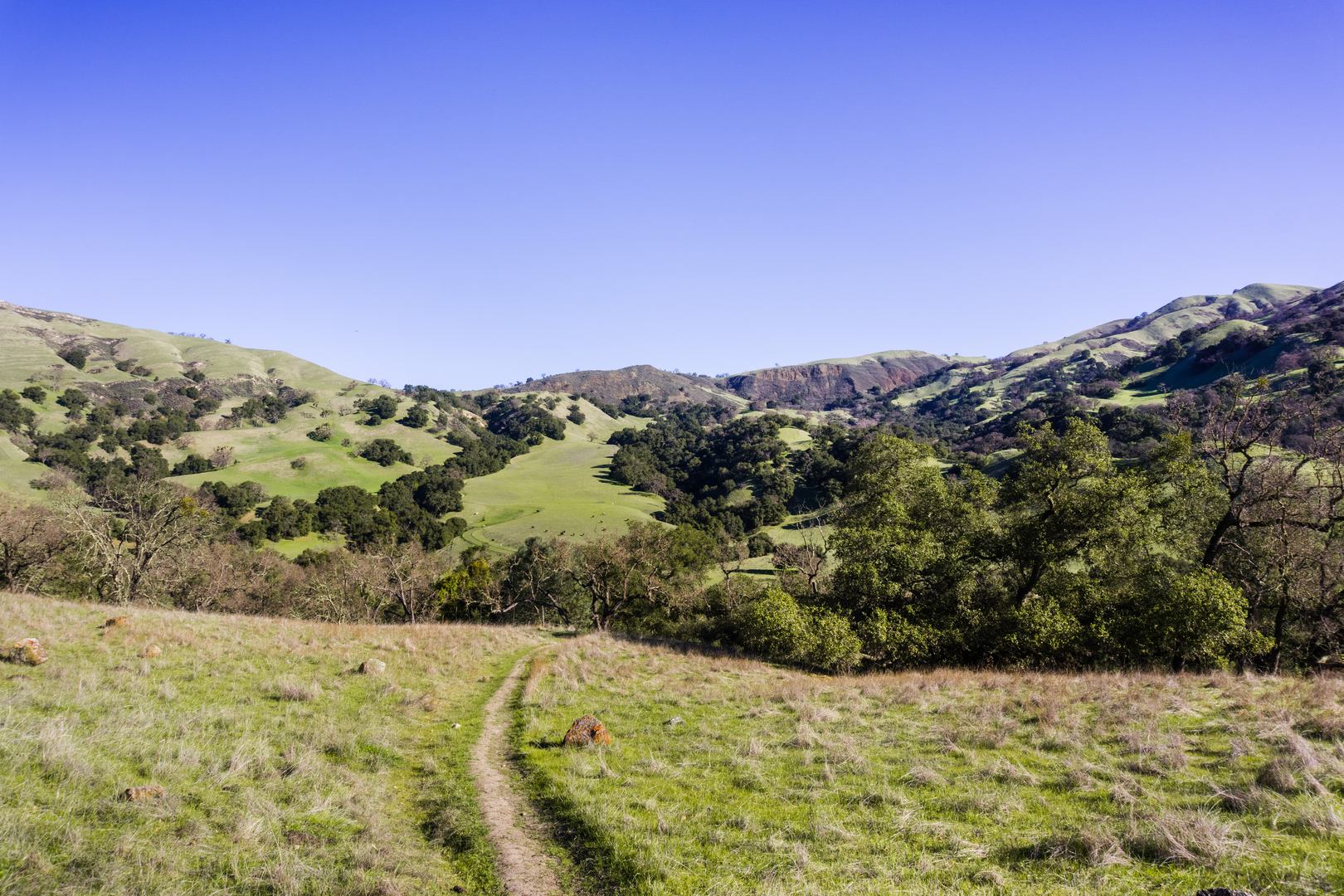 An image depicting the trail The Ohlone Wilderness Trail and its surrounding area.
