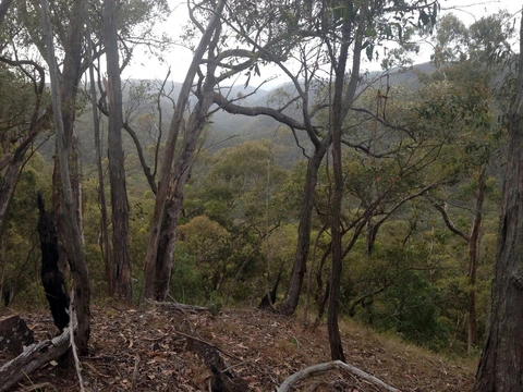 Spanish Onion and Lerderderg Track