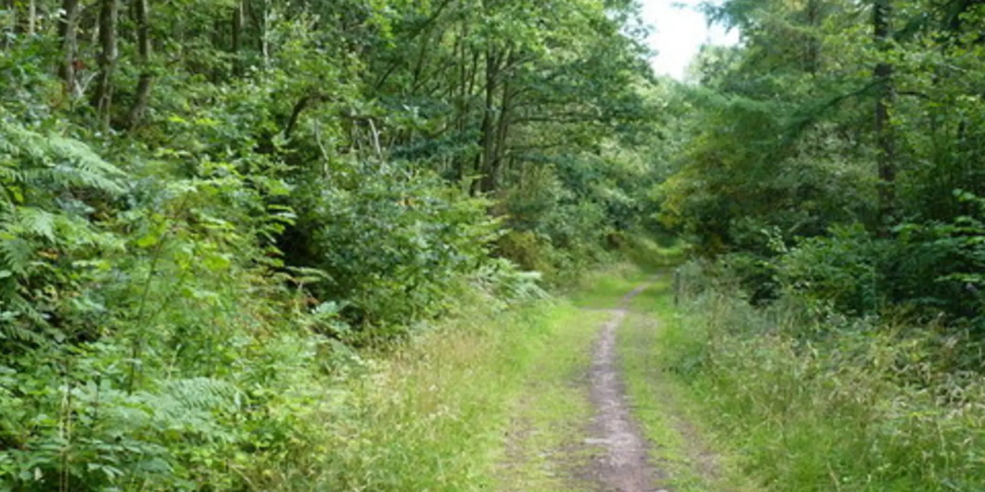 An image depicting the trail The Hollies and Poles Coppice from near Habberley and its surrounding area.