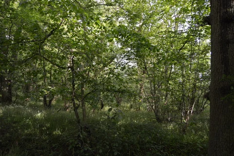 Ridgmont to Bromham Walk