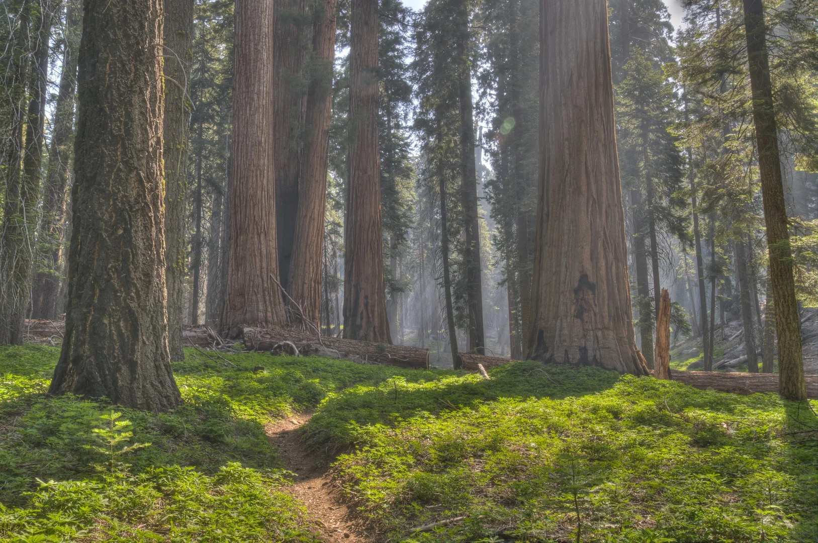 An image depicting the trail Sequoia Creek Grove via Sunset Trail and its surrounding area.