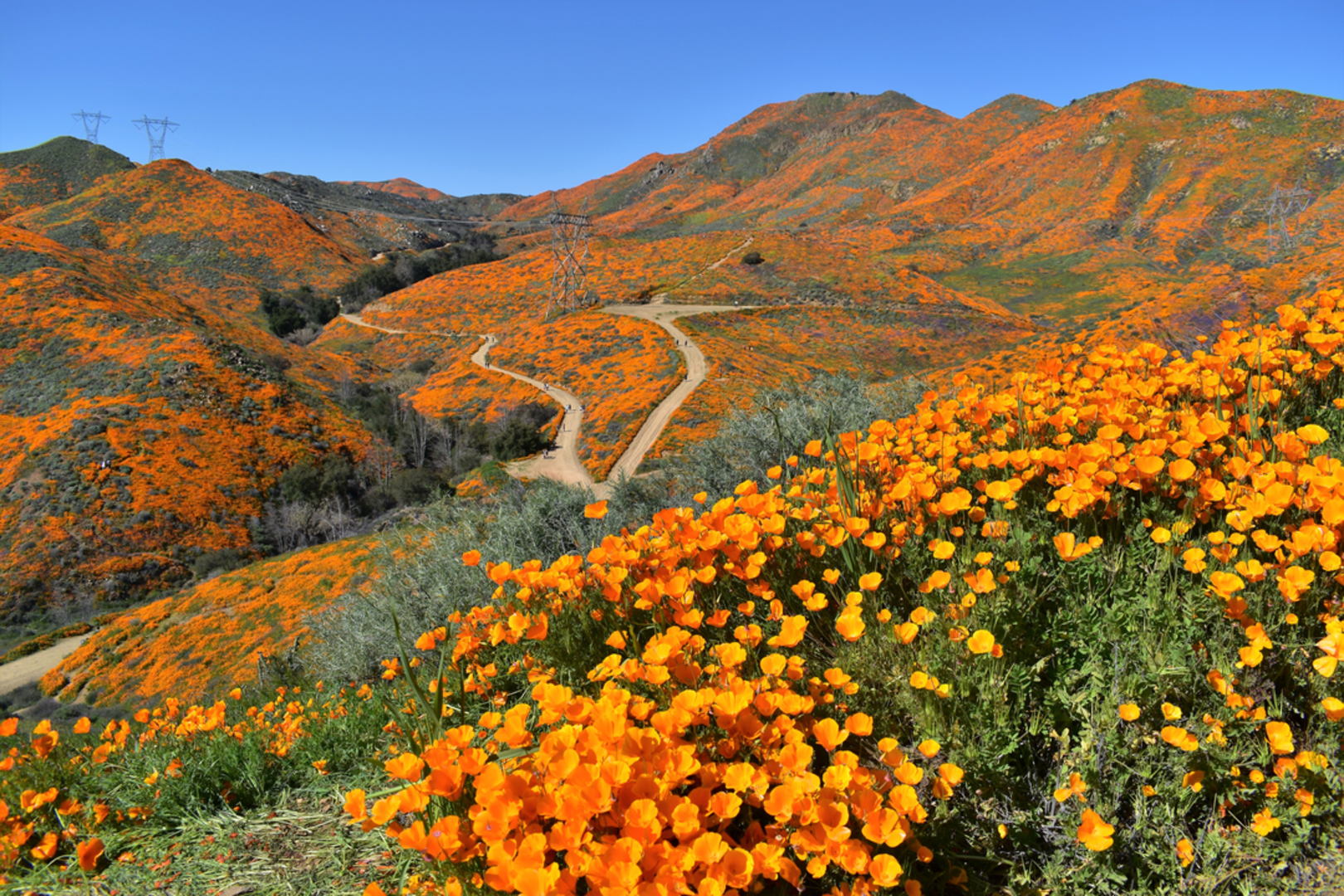 An image depicting the trail Morgan Trail and its surrounding area.