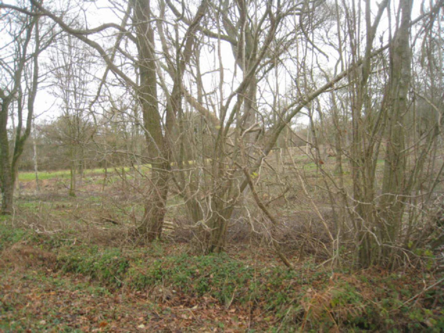 An image depicting the trail East Oakley to Hannington Loop and its surrounding area.