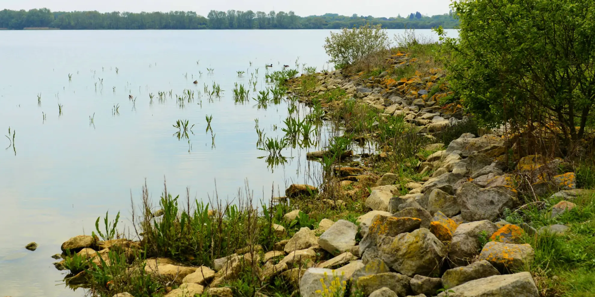 An image depicting the trail Grafham Water Circular Walk and its surrounding area.