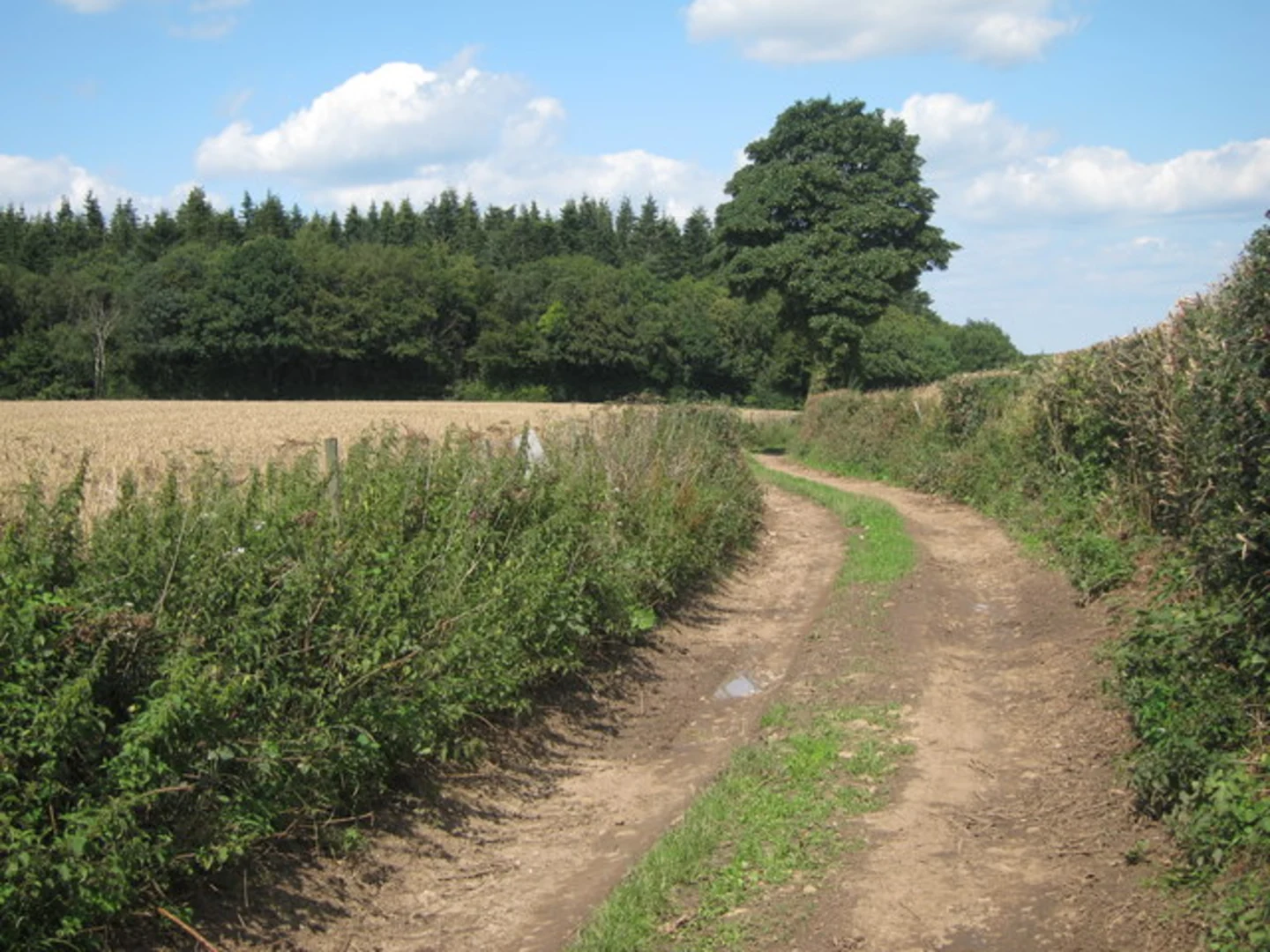 An image depicting the trail Godden Wood, Martin's Wood and Knole Park via Duchess Walk and its surrounding area.