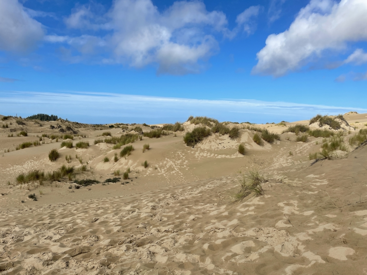 An image depicting the trail John Dellenback Dunes Trail and its surrounding area.