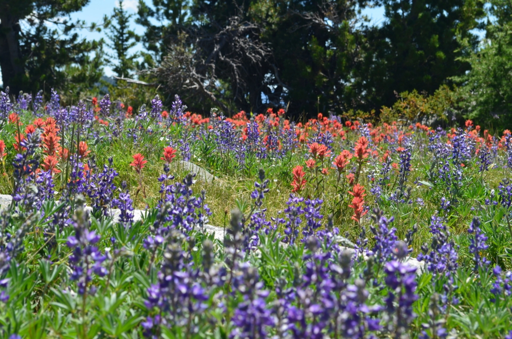 An image depicting the trail Freezeout Ridge Trail and its surrounding area.