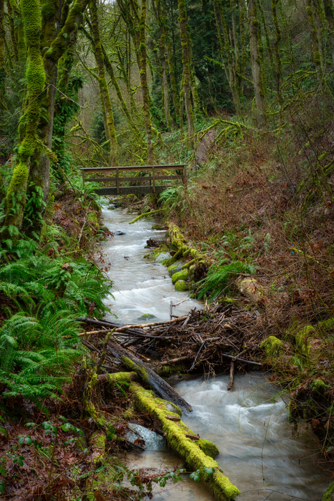 An image depicting the trail Early Winters Trail and its surrounding area.