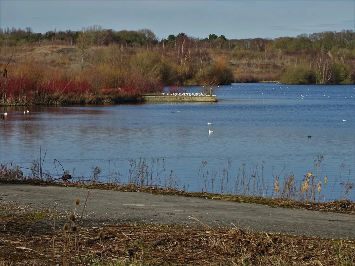 An image depicting the trail Straws Bridge to Shipley Lake Walk and its surrounding area.